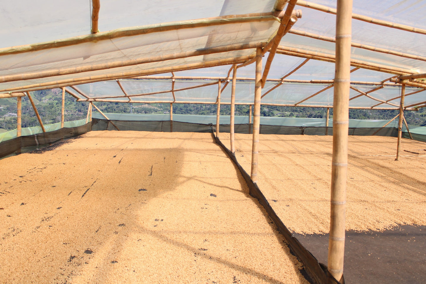 El Puente - Colombia