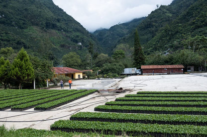 Los Arroyos - Guatemala