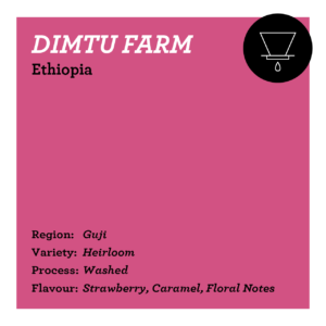 Dimtu Farm - Ethiopia